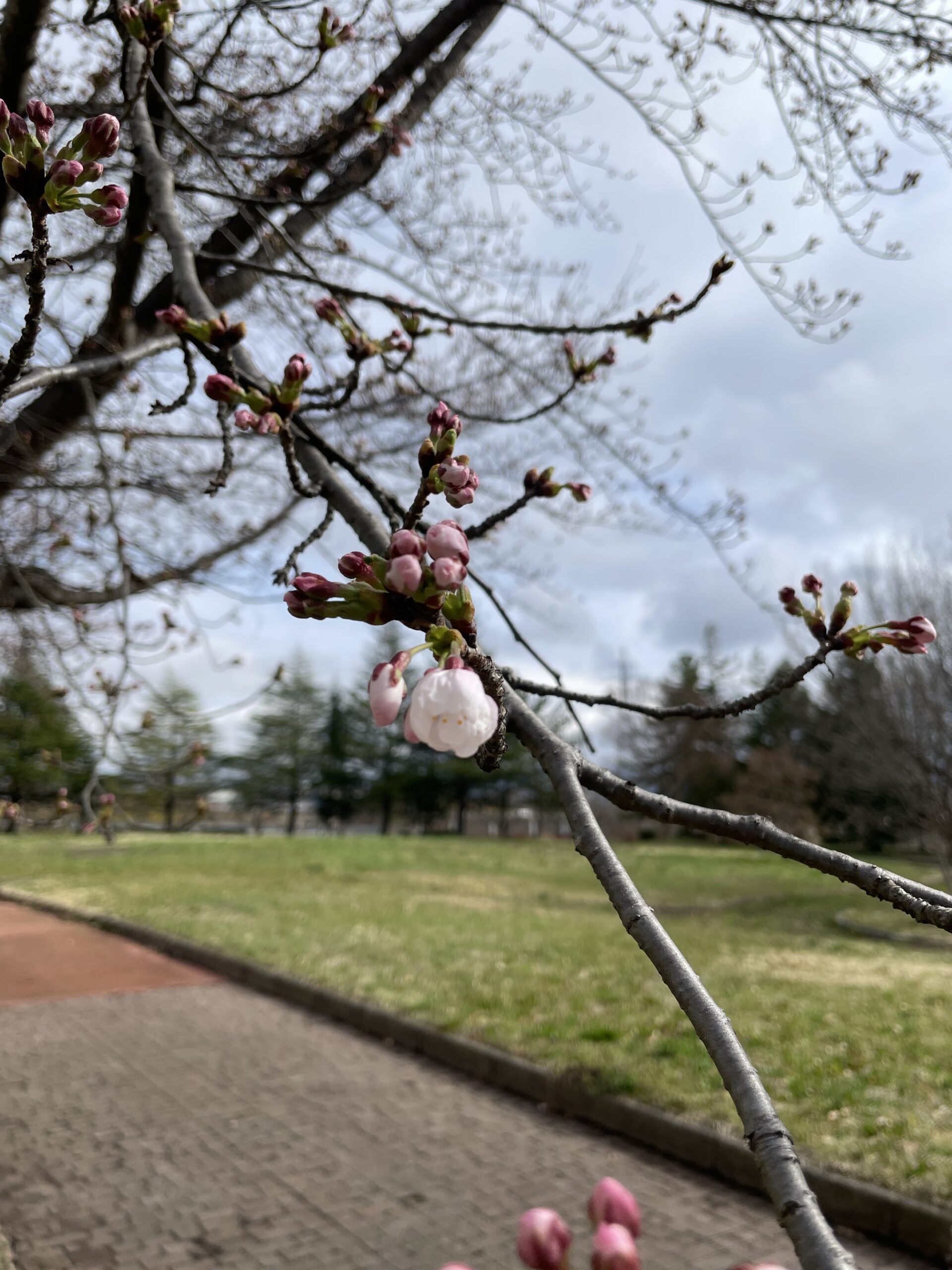 🌸会津アピオ開花宣言🌸